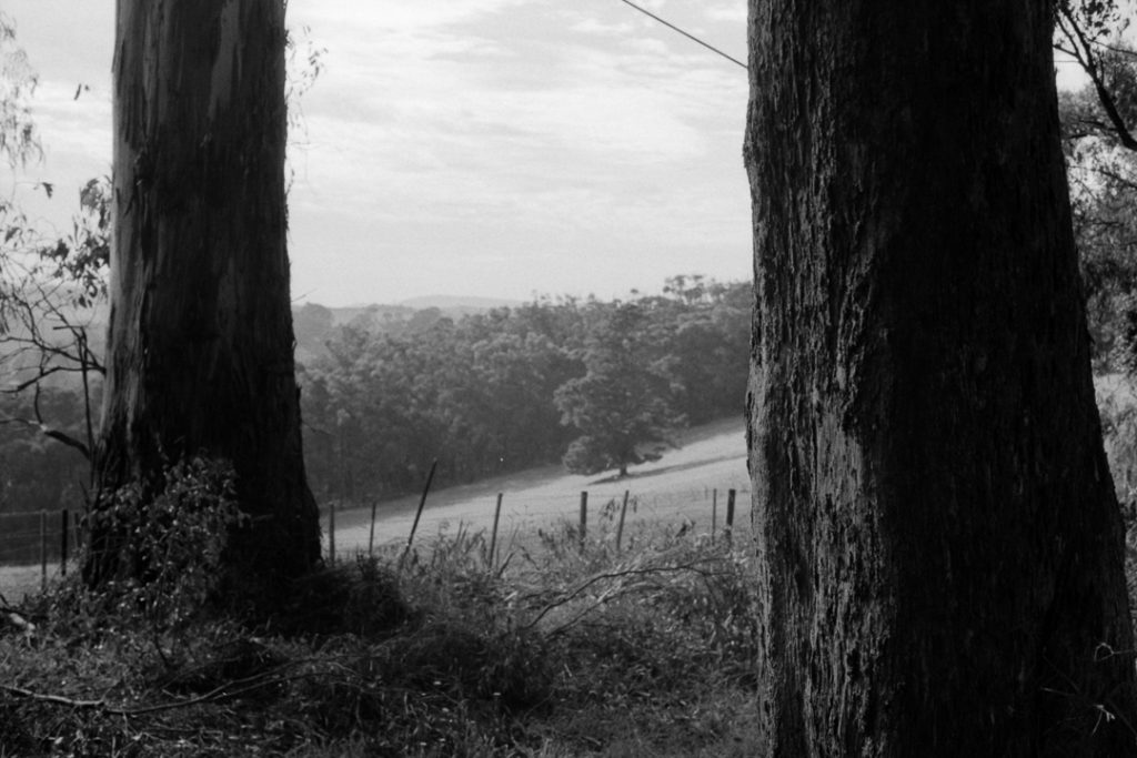 black & white film photo of a rural landscape looking between two trees Kentmere Pan 400 film sample images