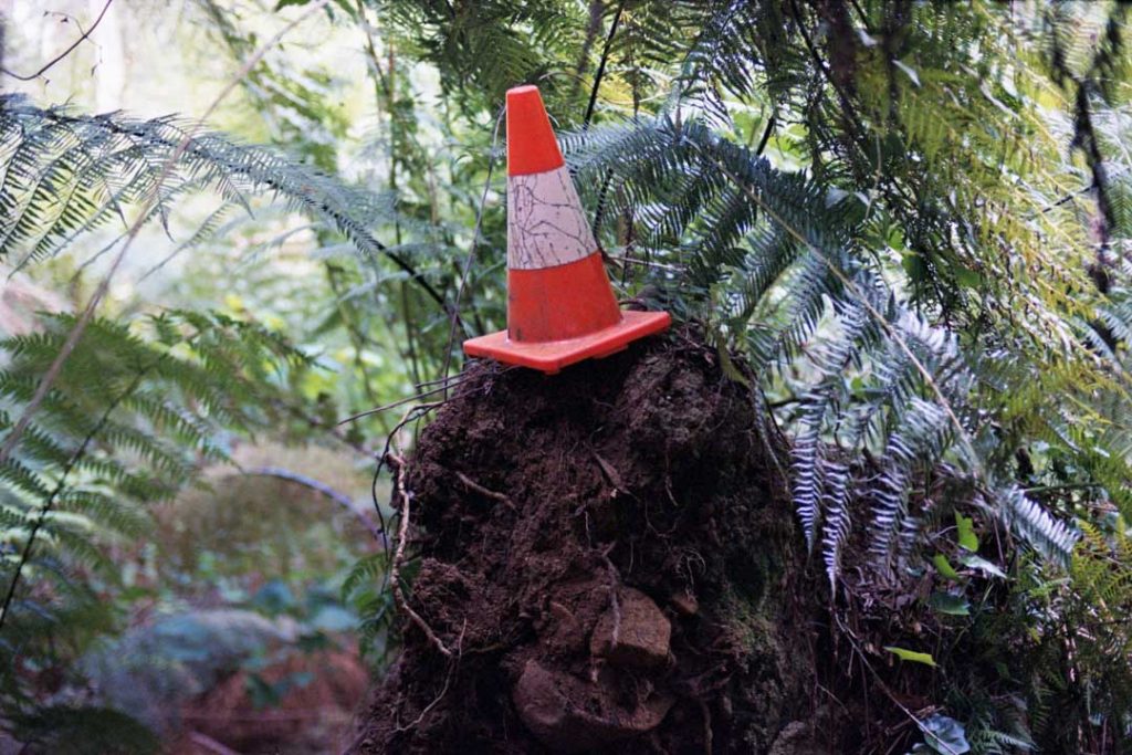 shooting film in the dandenong ranges